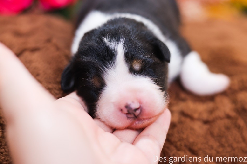 Des Gardiens Du Mermoz - Chiots disponibles - Berger Australien