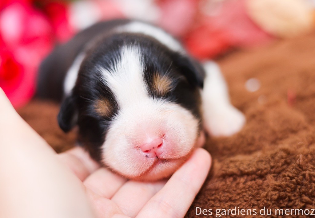Des Gardiens Du Mermoz - Chiots disponibles - Berger Australien