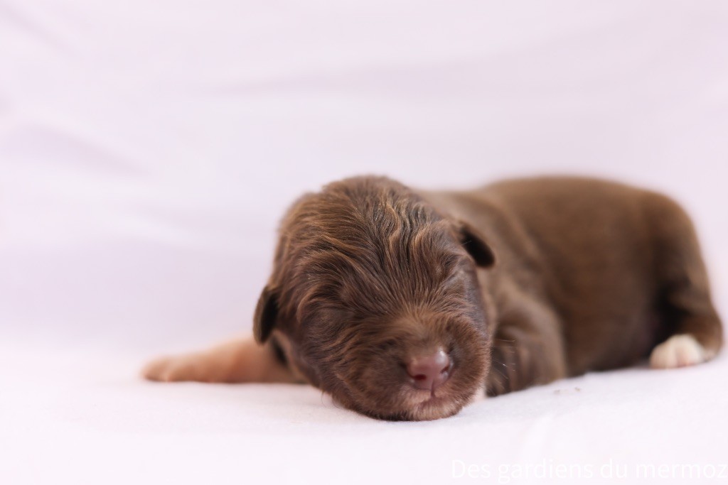 Des Gardiens Du Mermoz - Chiots disponibles - Berger Australien
