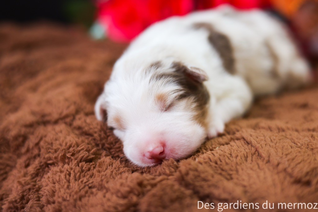 Des Gardiens Du Mermoz - Chiots disponibles - Berger Australien