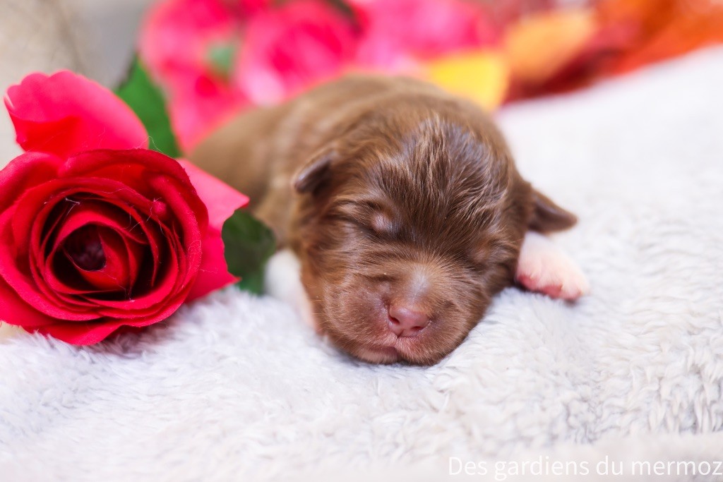 Des Gardiens Du Mermoz - Chiots disponibles - Berger Australien