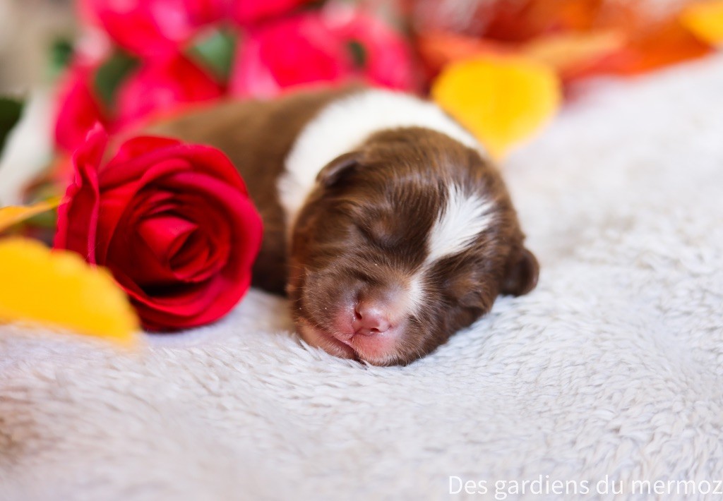 Des Gardiens Du Mermoz - Chiots disponibles - Berger Australien