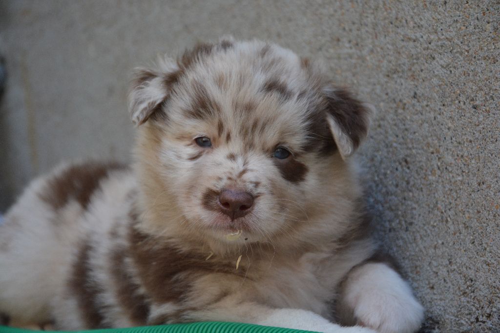 Des Gardiens Du Mermoz - Berger Australien - Portée née le 29/06/2017