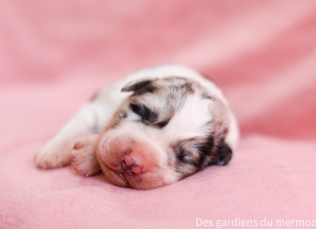 Des Gardiens Du Mermoz - Chiots disponibles - Berger Australien