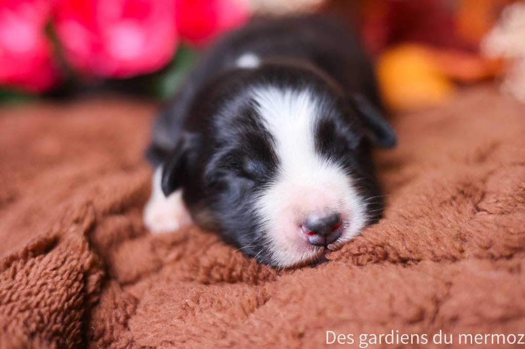 Des Gardiens Du Mermoz - Chiots disponibles - Berger Australien