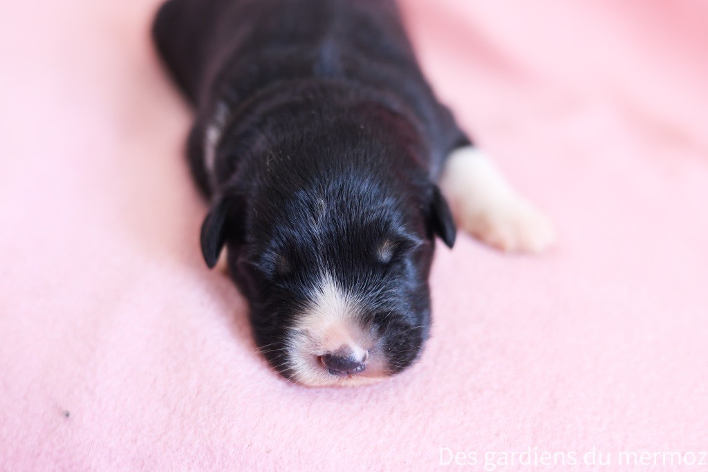 Des Gardiens Du Mermoz - Chiots disponibles - Berger Australien