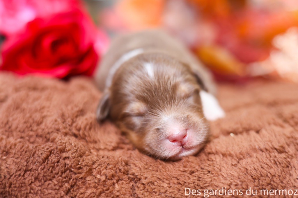 Des Gardiens Du Mermoz - Chiots disponibles - Berger Australien