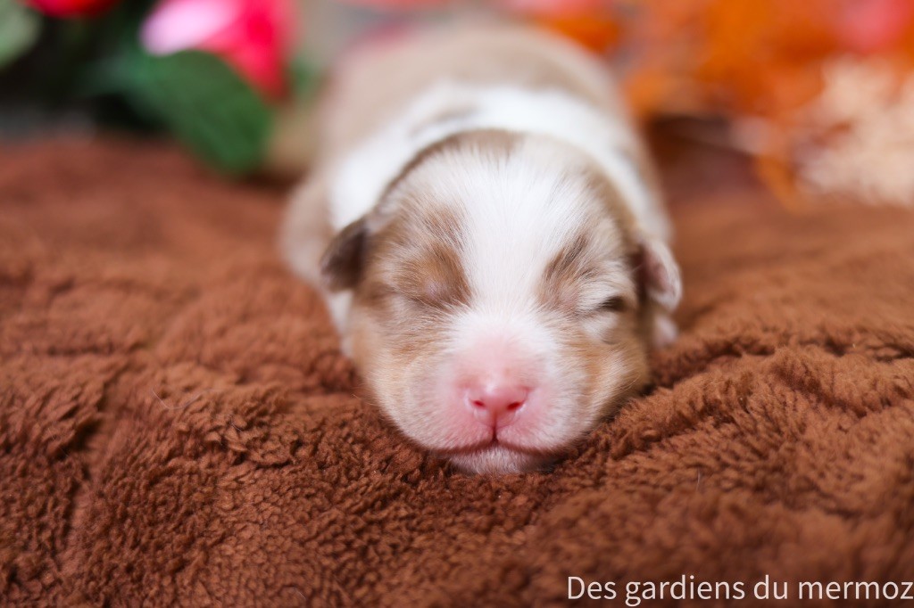 Des Gardiens Du Mermoz - Chiots disponibles - Berger Australien