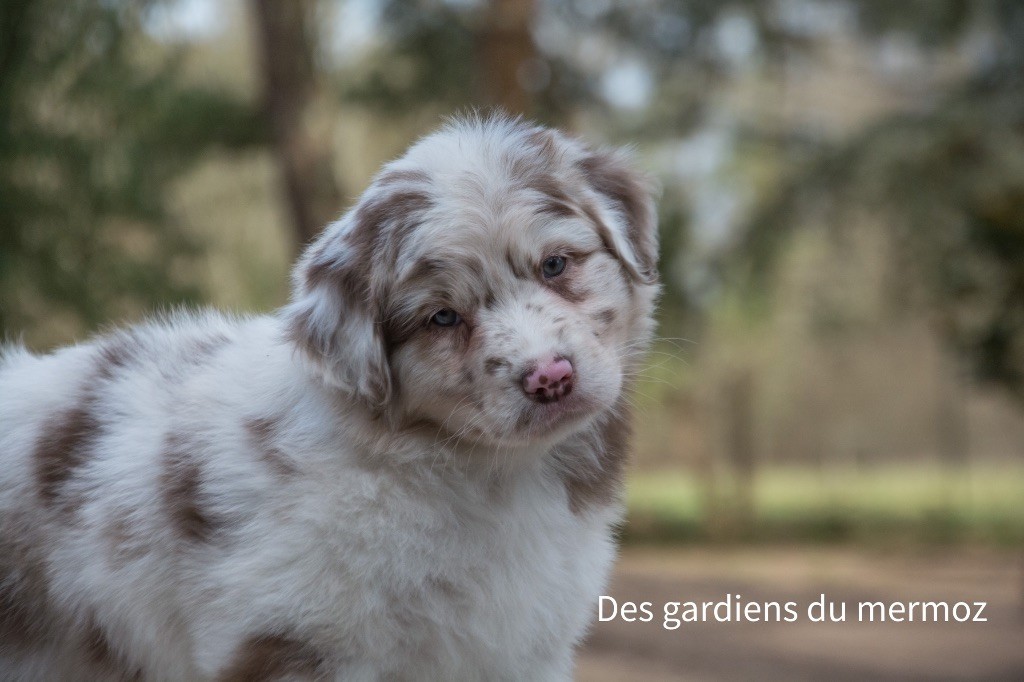 Des Gardiens Du Mermoz - Berger Australien - Portée née le 05/01/2023