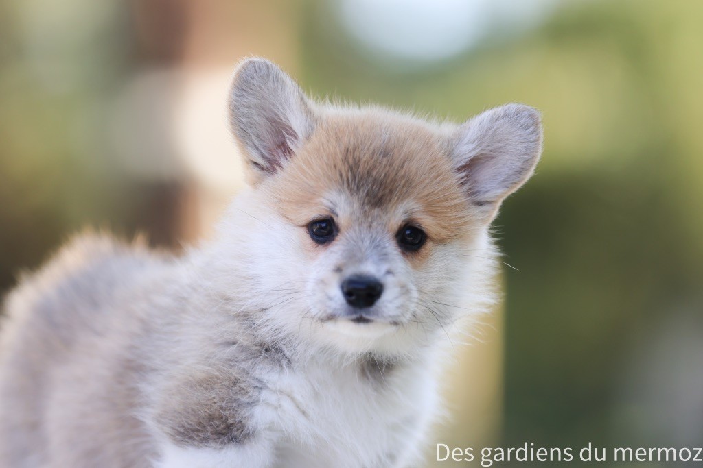 Des Gardiens Du Mermoz - Chiots disponibles - Welsh Corgi Pembroke