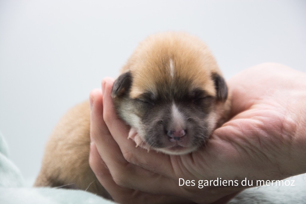 Des Gardiens Du Mermoz - Welsh Corgi Pembroke - Portée née le 05/02/2023