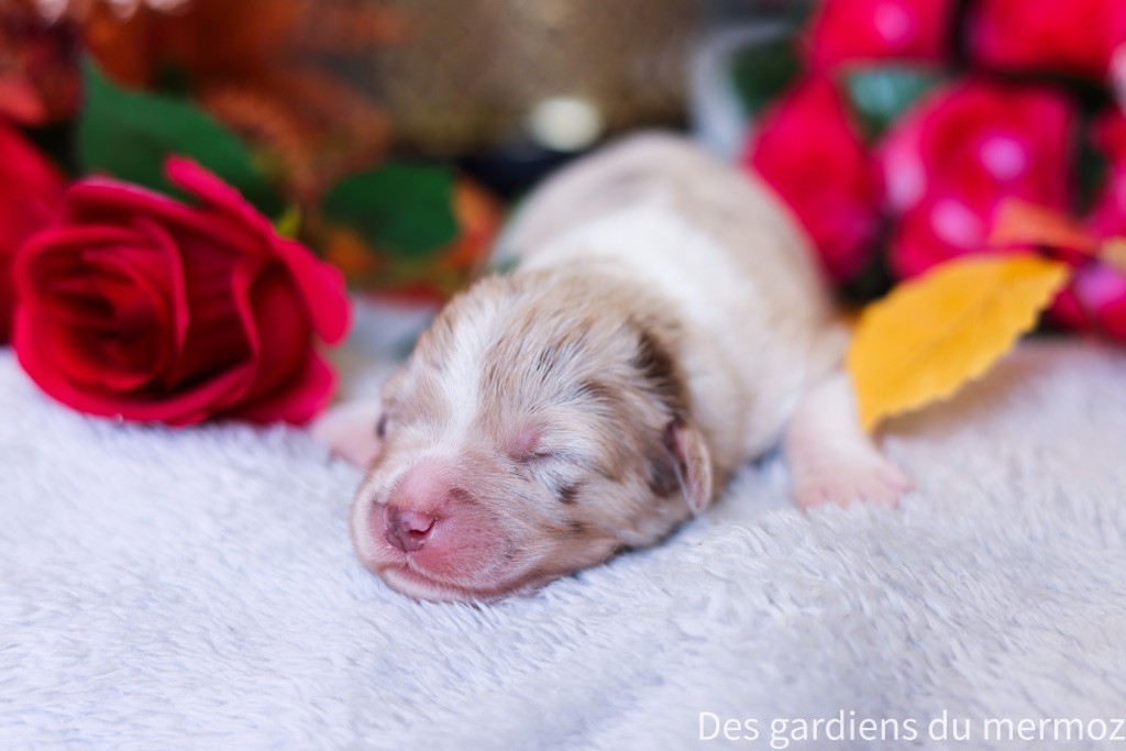 Des Gardiens Du Mermoz - Chiots disponibles - Berger Australien