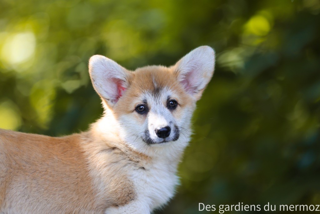 Des Gardiens Du Mermoz - Chiots disponibles - Welsh Corgi Pembroke