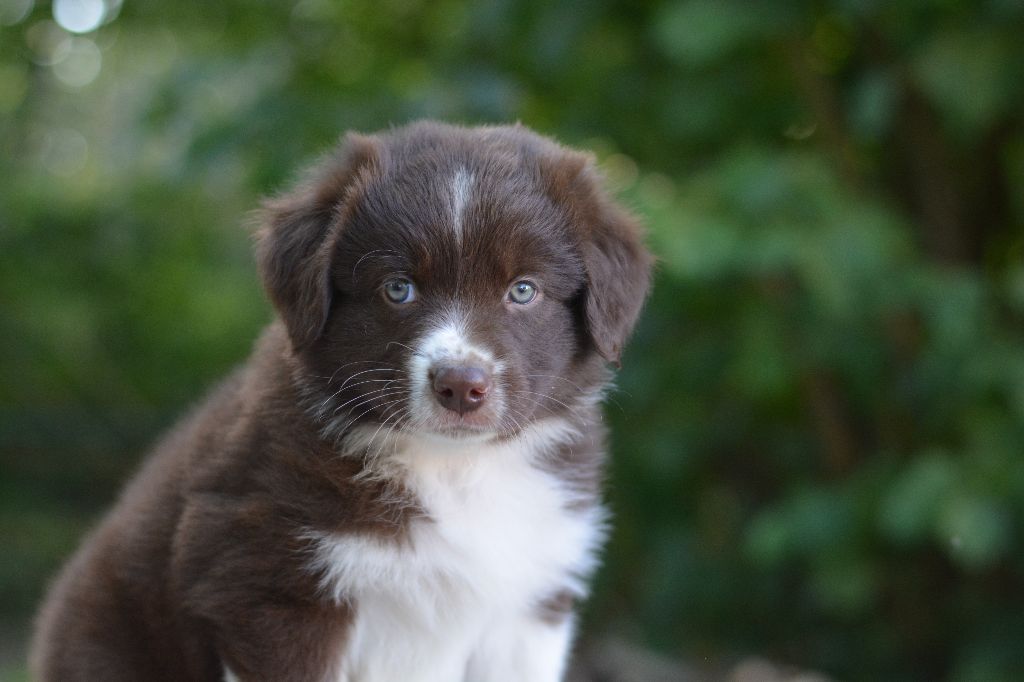 Des Gardiens Du Mermoz - Berger Australien - Portée née le 26/07/2021
