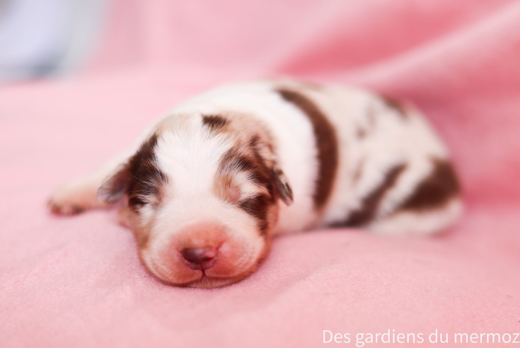 Des Gardiens Du Mermoz - Chiots disponibles - Berger Australien