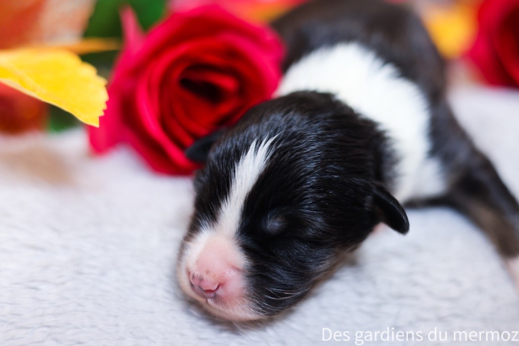 Des Gardiens Du Mermoz - Chiots disponibles - Berger Australien
