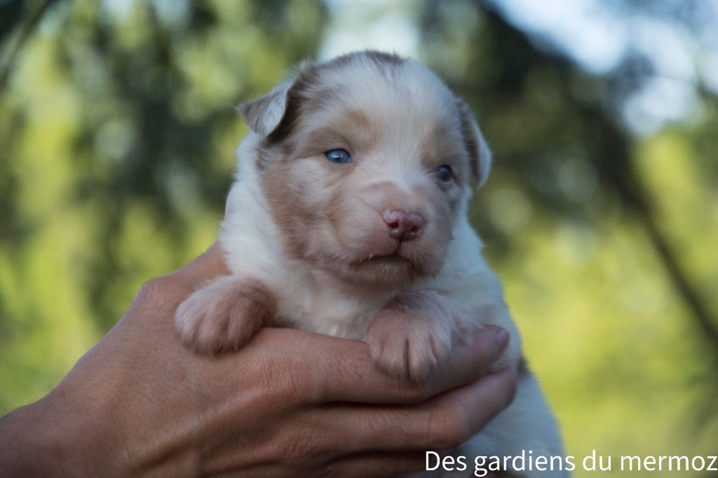 Des Gardiens Du Mermoz - Berger Australien - Portée née le 22/03/2024