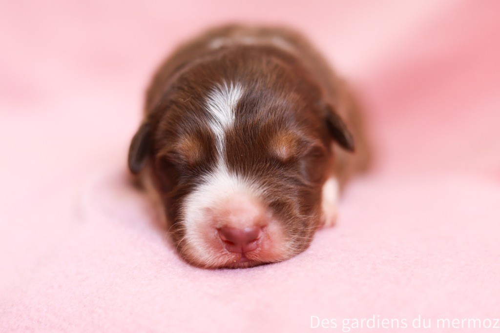 Des Gardiens Du Mermoz - Chiots disponibles - Berger Australien
