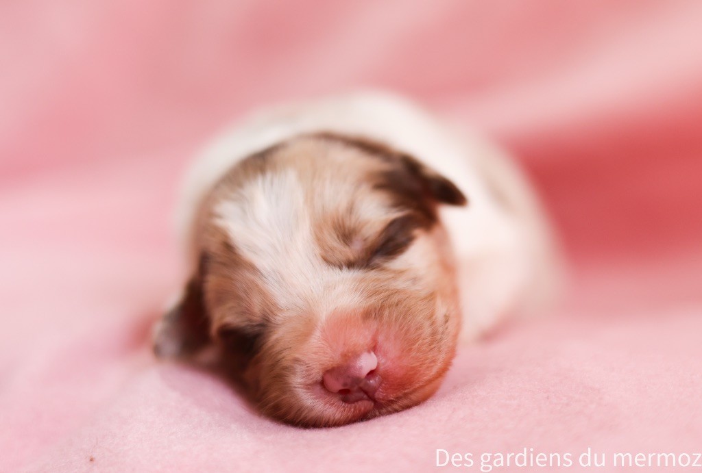 Des Gardiens Du Mermoz - Chiots disponibles - Berger Australien