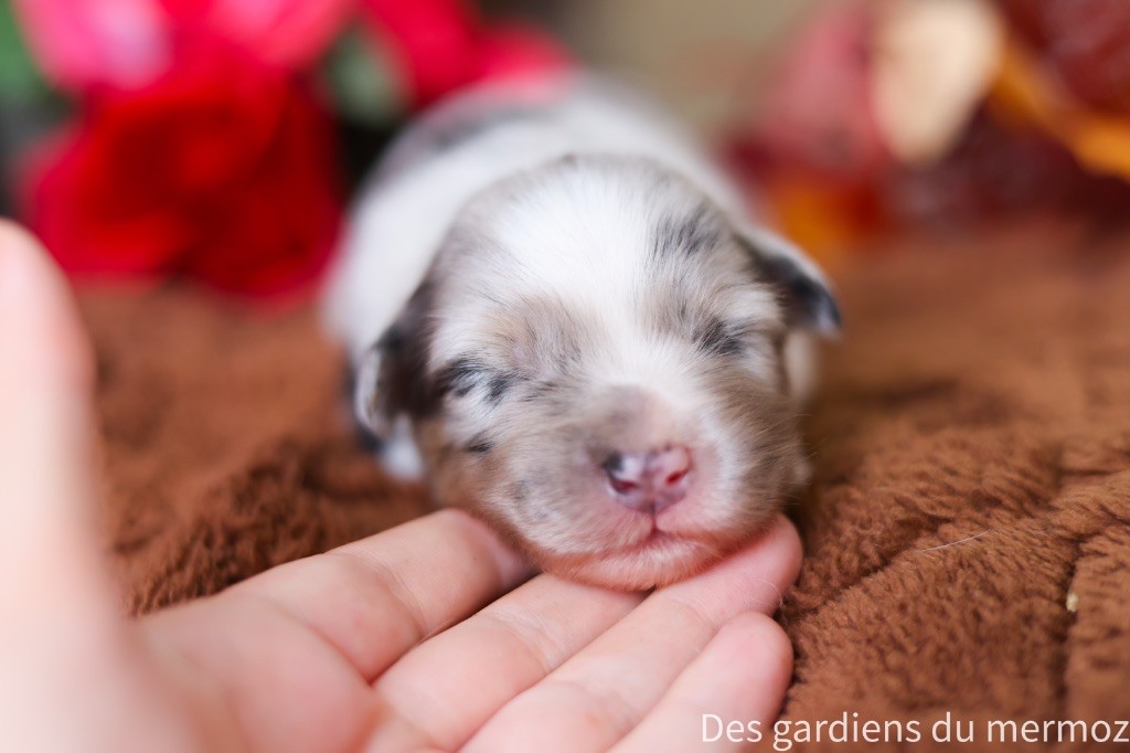 Des Gardiens Du Mermoz - Chiots disponibles - Berger Australien