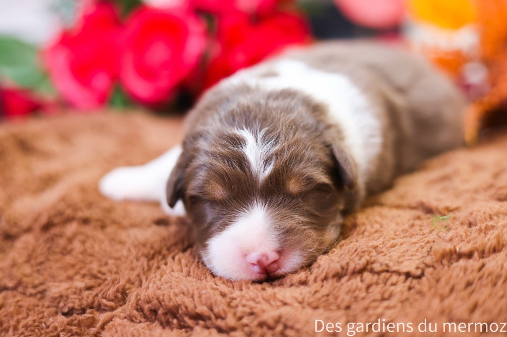 Des Gardiens Du Mermoz - Chiots disponibles - Berger Australien